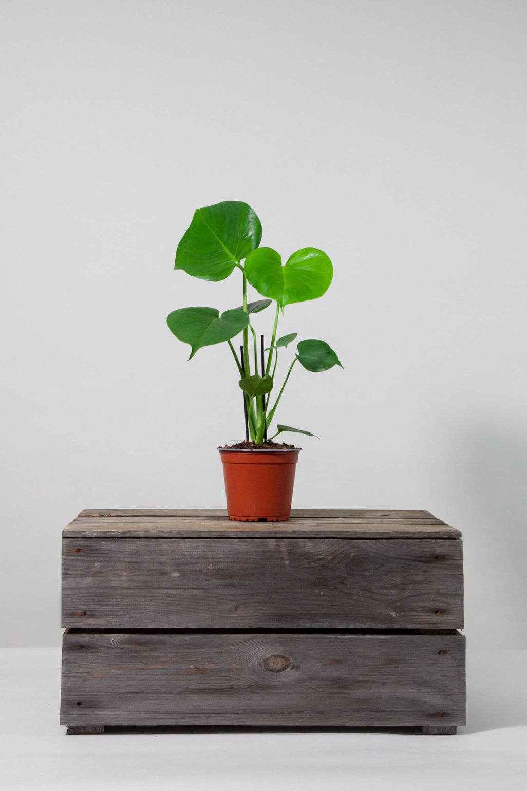 files/IndoorPlants-StudioShots13.11.2023-219.jpg